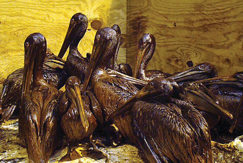 Penguins covered in oil after the BP oil spill