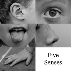 The Five Senses