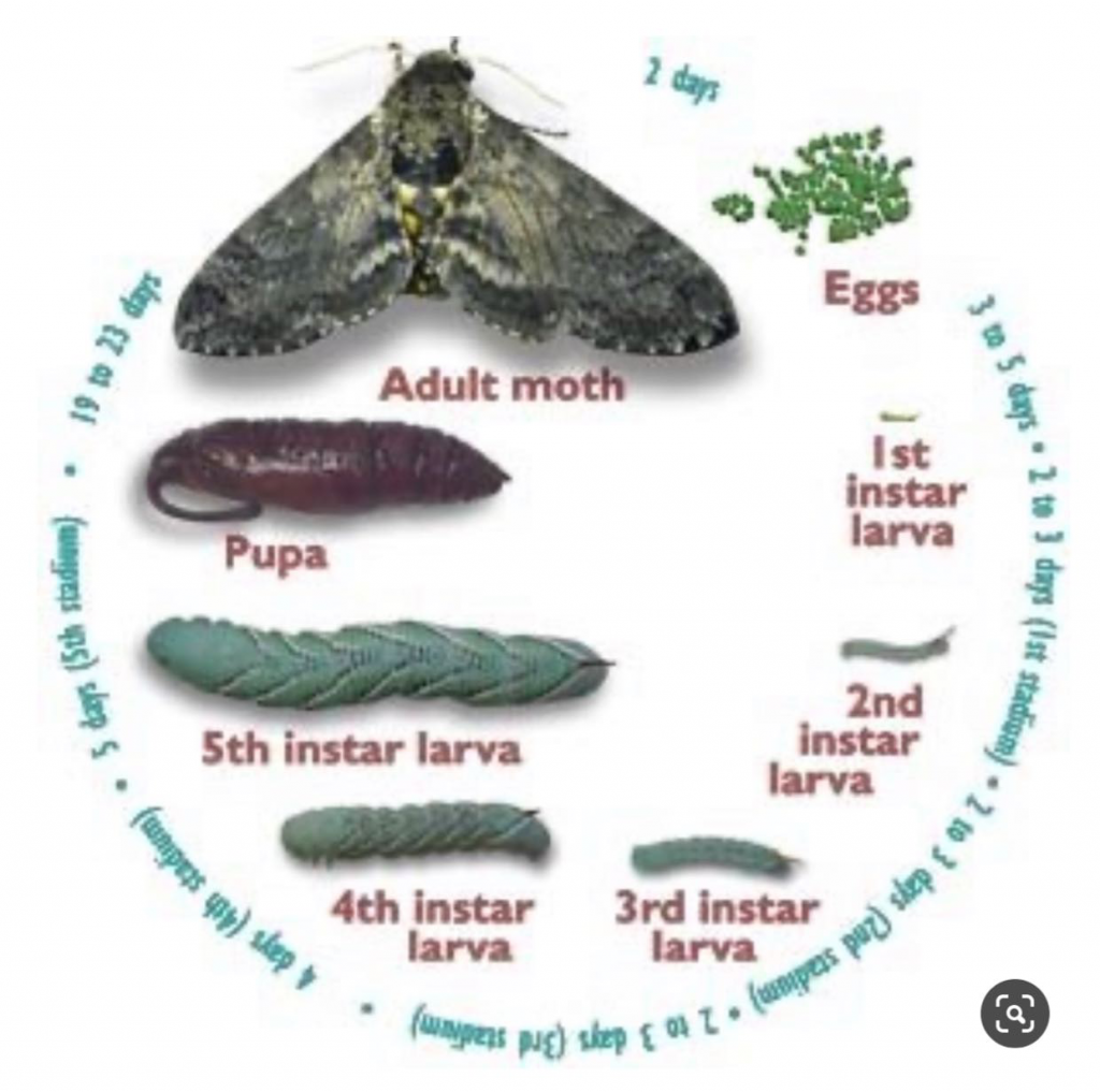 Feeding Behaviors Of Manduca Sexta Journal Of Research In Progress Vol 3 6353