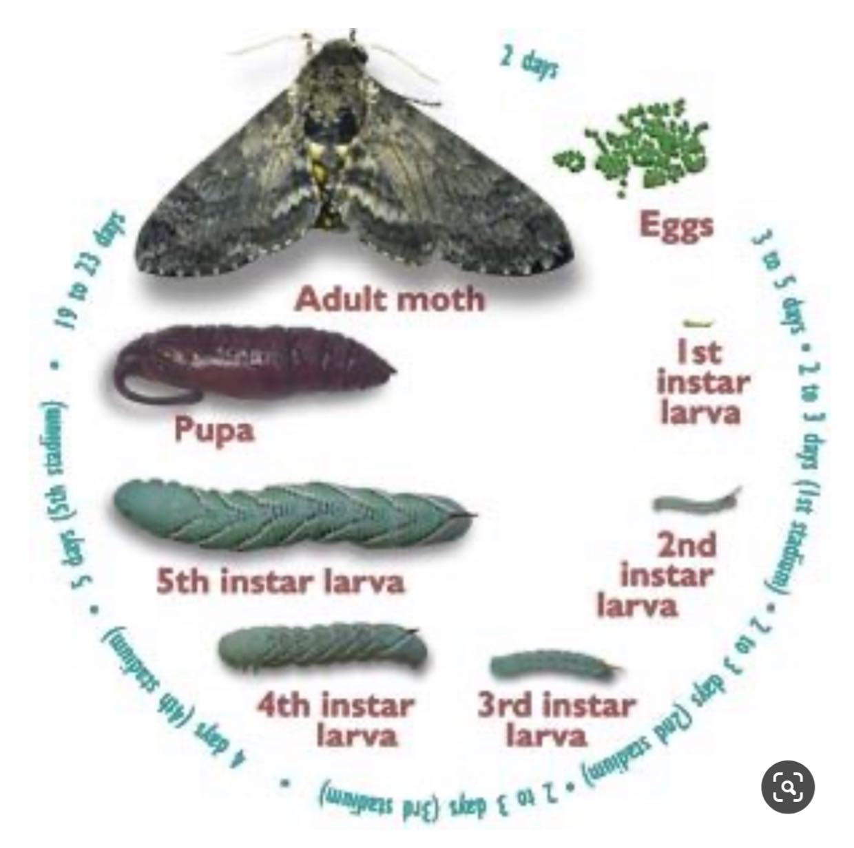 Feeding Behaviors of Manduca sexta Journal of Research in Progress Vol. 3