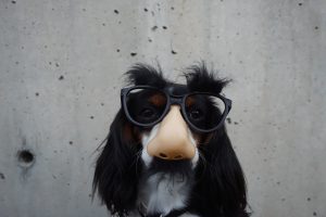 Image of a dog wearing fake glasses with a human nose and mustache.